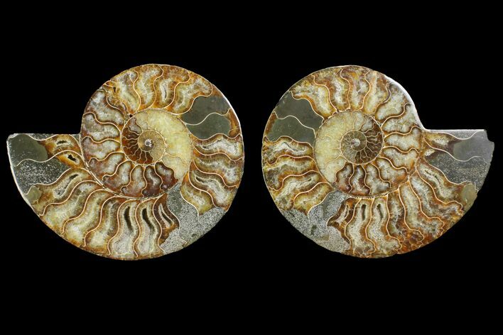 Agatized Ammonite Fossil - Agatized #144109